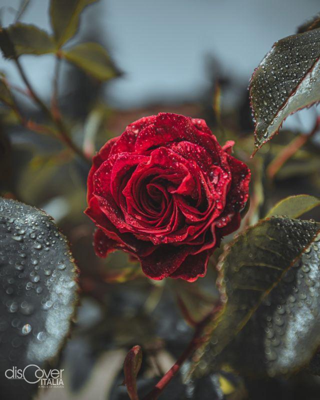 Capua era la capitale del profumo all’epoca dei Romani