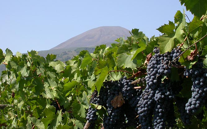 uva nera e vesuvio