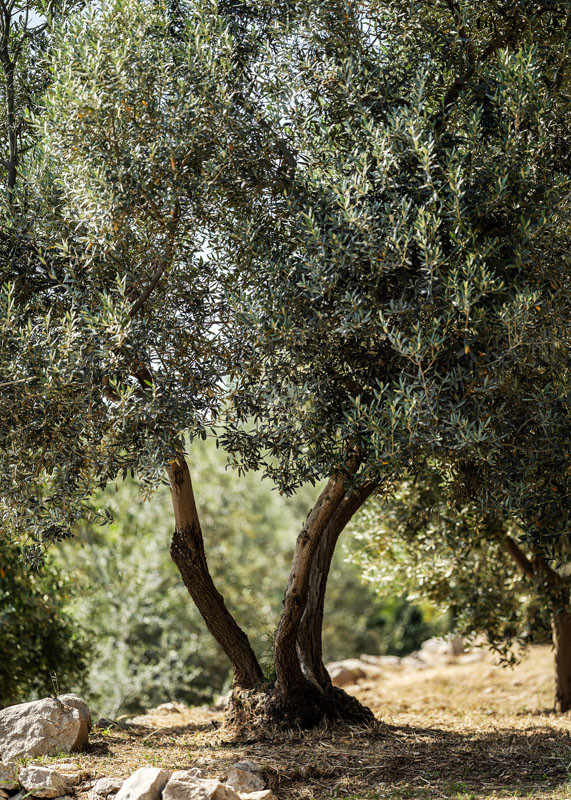 capri