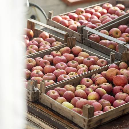 The comeback of the Campania Melannurca, the Romans' favourite red apple