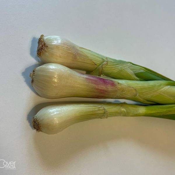 Il Cipollotto nocerino DOP, da oltre duemila anni nella Valle del Sarno