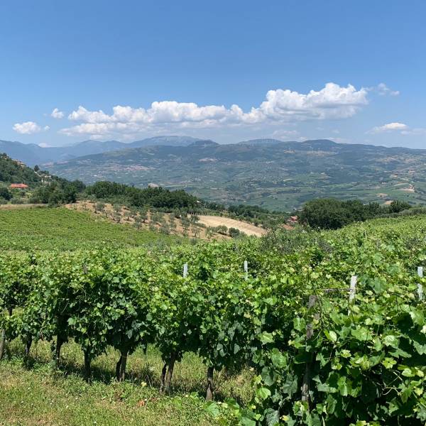 I cento anni della Cantina Iannella a Torrecuso, una storia familiare legata al vino